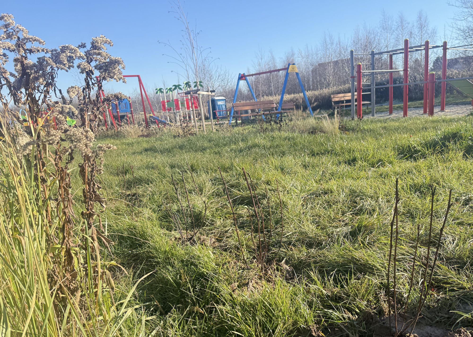 zdjęcie sadzonek na placu zabaw przy ul. Ceramicznej w Rzeszowie